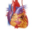 Особенности интраоперационной регуляции артериального давления у пациентов с артериальной гипертензией