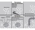 Диспергирование бактериальной биопленки  и хронизация инфекционного процесса респираторного тракта