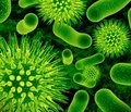 Immune status of children with intestinal infections caused by opportunistic microorganisms on the background Of h. Pylori infection