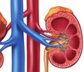Drug Treatment of Diabetic Nephropathy on Hyperfiltration Stage