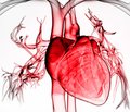 Кардиопротективный образ жизни как базовый компонент немедикаментозной профилактики заболеваний сердечно-сосудистой системы