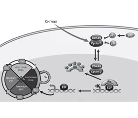 Optimal integration of CDK4/6 inhibitors for treatment of hormone receptor-positive metastatic breast cancer