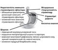 Дитину турбує печія: сучасні погляди на проблему і можливості немедикаментозної підтримки