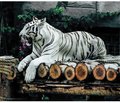 Год Синего Водяного Тигра по китайскому календарю