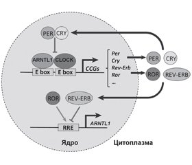 Regulation of miRNA content. Part 3. Circadian mechanisms. Single nucleotide polymorphisms of microRNA genes