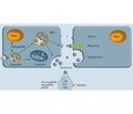 Механізми дії екстрацелюлярних мікроРНК